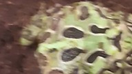 Pacman Frog feeding (yup, another one) 