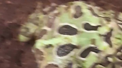 Pacman Frog feeding (yup, another one) 