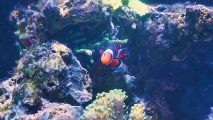 Rutyna pielęgnacji akwarium morskiego