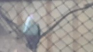 Anyone can tell the species of this fruit-dove?