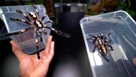 Porównanie dwóch wielkich samic Poecilotheria metallica