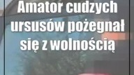 Amator cudzych ursusów pożegnał się z wolnością