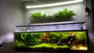 Hydroponika w akwarium.