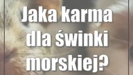 Jaka karma dla świnki morskiej?