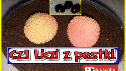 Odc 375.  Cz. 1 Liczi, lychee z pestki.  Uprawa.