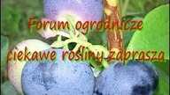 Borówka amerykańska odmiany , uprawa ciekawerosliny.pl