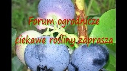    Borówka amerykańska odmiany , uprawa ciekawerosliny.pl