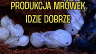 Ziemne gniazdo Messor i reszta mrówek  Rhytidoponera, Camponotus, Manica