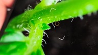 amazing macro in smartphone #macro #photography #smartphone #gadgets #xiaomi #camera #reels #shorts