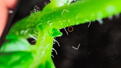 amazing macro in smartphone #macro #photography #smartphone #gadgets #xiaomi #camera #reels #shorts