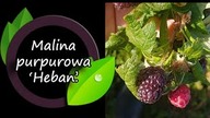 Malina purpurowa Heban.