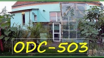 Odc-503 cz 1-Kiedy wykopuje bananowce, jak je zimować, zmieścić i oczywiście gdzie