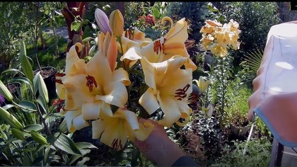 Odc-710Kwitnnące #lilie #drzewiaste,#jeżówki,#kanna #stuttgart ,colocasia esculenta