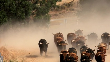 Minotaur Picasso - dokument lektor pl