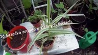 Odc-689-Burmese,arundo,dajiao,grand nain,cohol,acuminata,ogórek szklarniowy,velutina