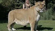 Lygrys największy kot świata