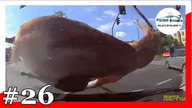 Polish Drivers #26 Niebezpieczne wypadki, kolizje, wymuszenia i potrącenia na polskich drogach