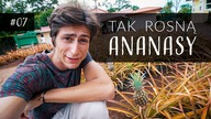 Odwiedzam Plantację Ananasów - Hawajski Vlog