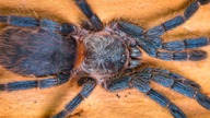 Nowy DIAMENT na hodowli  Czyli samiczka Dolichothele diamantinensis