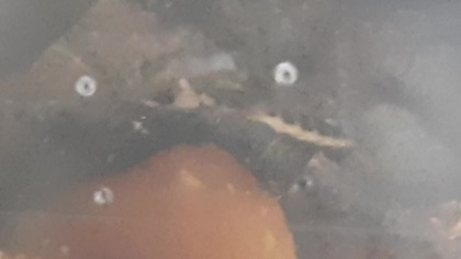 Lucihormetica subcincta  Female, foraging 