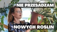 Dlaczego nie przesadzać nowych roślin, zaraz po zakupie? Czy przesadzać rośliny domowe zimą ?