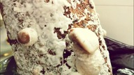 Shiitake domowa uprawa w balocie.