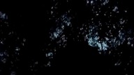 Nocny leśny spacer z Sharpem i Sarmatą! Wszystkich Świętych! Q&A i dyskusje przy blasku lampy!