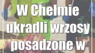 W Chełmie ukradli wrzosy posadzone w piątek