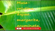 162.  Musa velutina, musa dajiao, musa margarita ?, musa acuminata.  PL