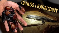 REAKCJA CARLOSA na OGROMNE KARACZANY i zmiany na wybiegu