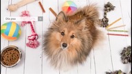 Internetowy sklep zoologiczny | majazoo.pl