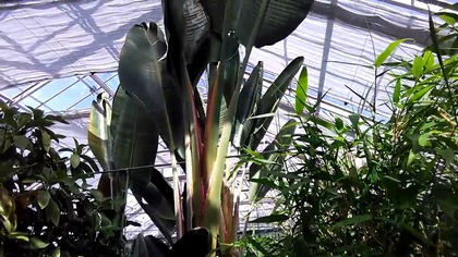 #241- Strelitzia Strelicja nicolai.  Ogród botaniczny PAN Powsin.