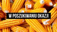 W poszukiwaniu okazji.  Czy to czas na kukurydzę?