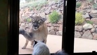 Brave Pet Cat Stands Up To Mountain Lion - Cute Cats VS Mountain Lion