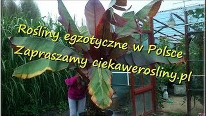 13 Rośliny egzotyczne w Polsce ( szklarnia ) 11 lipiec 2013 część 1 palmy w polsce .  Zapraszamy
