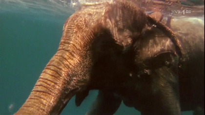 Kostaryka ostoja dzikiej przyrody