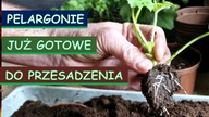  Jak długo ukorzenia się pelargonia.