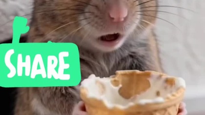 zwierzaki #fun #funny #true #animals #trueman #comedy #funnyanimals