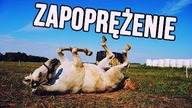 Zapoprężenie