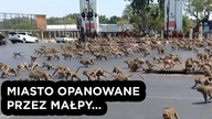 MIASTO w TAJLANDII, które OPANOWAŁY OSZALAŁE MAŁPY