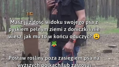 Jak oduczyć psa grzebania w doniczkach?  #Pies #Zwierzęta #Oduczanie
