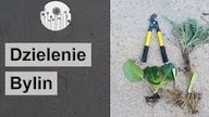 Jesienne przesadzanie, odmładzanie, rozsadzanie, rozmnazanie bylin