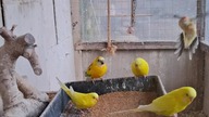 Papugi i proso #parrot