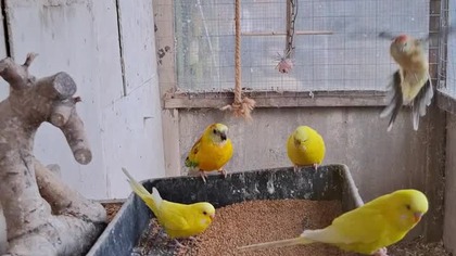 Papugi i proso #parrot