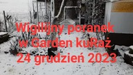 Ķury i papugi w wigilijny poranek