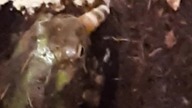 20. 07.  Chacophrys feeding 