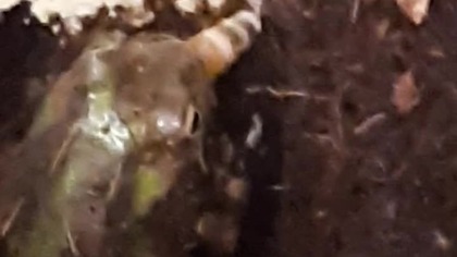 20. 07.  Chacophrys feeding 