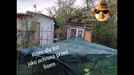 Budowa kojca dla kury i pierwszy montaż filmów na nowym komputerze :)