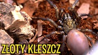 Mój ULUBIONY PTASZNIK wyliniał  A pewien złoty kleszcz...  / Fufius lanicius, Bumba horrida