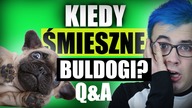 KIEDY ŚMIESZNE BULDOGI?   Q&A  MATT OLECH